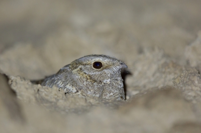 <i class='fa fa-user'></i>&nbsp;david&nbsp;|   Nubische Nachtzwaluw&nbsp; <i class='fa fa-eye'>&nbsp;344</i> &nbsp; <i class='fa fa-comment-o'>&nbsp;3</i>