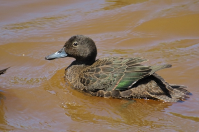 <i class='fa fa-user'></i>&nbsp;Ian Borwell&nbsp;|   Bruine Taling&nbsp; <i class='fa fa-eye'>&nbsp;186</i> &nbsp; <i class='fa fa-comment-o'>&nbsp;2</i>