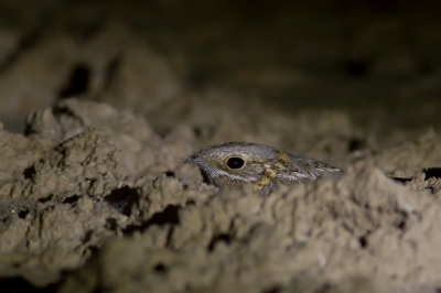 <i class='fa fa-user'></i>&nbsp;JHR&nbsp;|   Nubische Nachtzwaluw&nbsp; <i class='fa fa-eye'>&nbsp;310</i> &nbsp; <i class='fa fa-comment-o'>&nbsp;5</i>