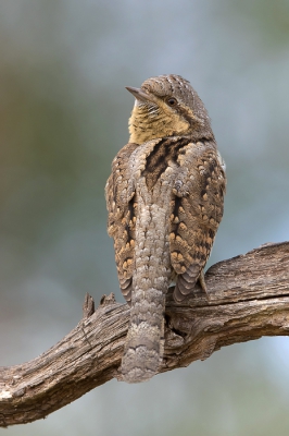 <i class='fa fa-user'></i>&nbsp;Arjan Troost&nbsp;|   Draaihals&nbsp; <i class='fa fa-eye'>&nbsp;688</i> &nbsp;<i class='fa fa-thumbs-up'>&nbsp;26</i> &nbsp; <i class='fa fa-comment-o'>&nbsp;24</i>