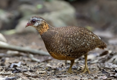 <i class='fa fa-user'></i>&nbsp;charlysax&nbsp;|   Groenpootbospatrijs&nbsp; <i class='fa fa-eye'>&nbsp;188</i> &nbsp;<i class='fa fa-thumbs-up'>&nbsp;1</i> &nbsp; <i class='fa fa-comment-o'>&nbsp;4</i>