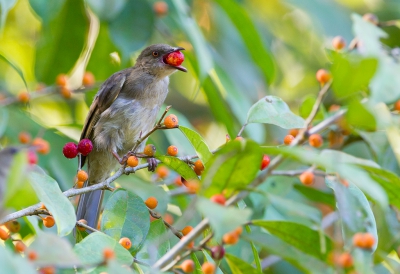 <i class='fa fa-user'></i>&nbsp;charlysax&nbsp;|   Roodoogbuulbuul&nbsp; <i class='fa fa-eye'>&nbsp;168</i> &nbsp; <i class='fa fa-comment-o'>&nbsp;2</i>