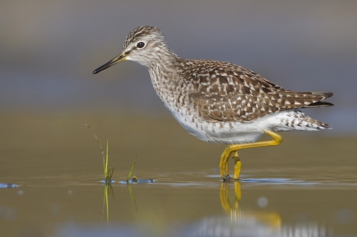 <i class='fa fa-user'></i>&nbsp;Johan G&nbsp;|   Bosruiter&nbsp; <i class='fa fa-eye'>&nbsp;578</i> &nbsp;<i class='fa fa-thumbs-up'>&nbsp;18</i> &nbsp; <i class='fa fa-comment-o'>&nbsp;22</i>