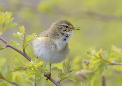 <i class='fa fa-user'></i>&nbsp;Henk Laverman&nbsp;|   Fitis&nbsp; <i class='fa fa-eye'>&nbsp;300</i> &nbsp;<i class='fa fa-thumbs-up'>&nbsp;2</i> &nbsp; <i class='fa fa-comment-o'>&nbsp;10</i>