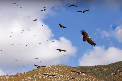 <i class='fa fa-user'></i>&nbsp;ron entius&nbsp;|   Vale Gier&nbsp; <i class='fa fa-eye'>&nbsp;441</i> &nbsp;<i class='fa fa-thumbs-up'>&nbsp;3</i> &nbsp; <i class='fa fa-comment-o'>&nbsp;12</i>