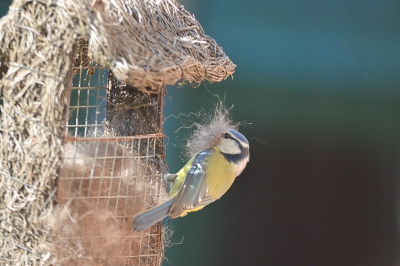 <i class='fa fa-user'></i>&nbsp;RTL&nbsp;|   Pimpelmees&nbsp; <i class='fa fa-eye'>&nbsp;144</i> &nbsp; <i class='fa fa-comment-o'>&nbsp;7</i>