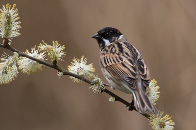 <i class='fa fa-user'></i>&nbsp;Luc Meert&nbsp;|   Rietgors&nbsp; <i class='fa fa-eye'>&nbsp;157</i> &nbsp;<i class='fa fa-thumbs-up'>&nbsp;5</i> &nbsp; <i class='fa fa-comment-o'>&nbsp;8</i>