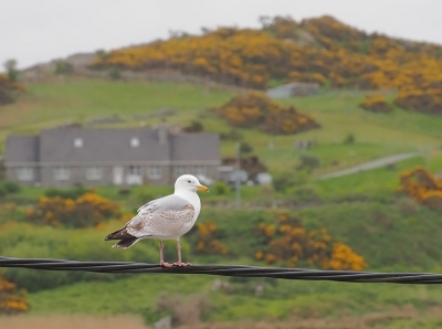 <i class='fa fa-user'></i>&nbsp;guido mwm&nbsp;|   Zilvermeeuw&nbsp; <i class='fa fa-eye'>&nbsp;137</i> &nbsp; <i class='fa fa-comment-o'>&nbsp;9</i>