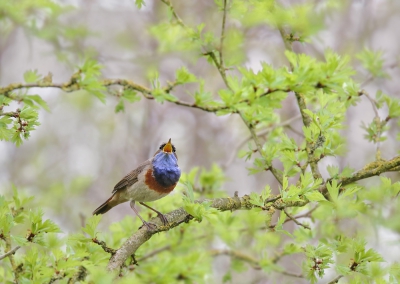 <i class='fa fa-user'></i>&nbsp;thijsglastra&nbsp;|   Blauwborst&nbsp; <i class='fa fa-eye'>&nbsp;160</i> &nbsp; <i class='fa fa-comment-o'>&nbsp;9</i>