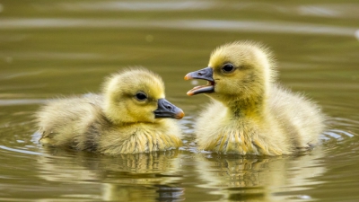 <i class='fa fa-user'></i>&nbsp;PeterBoers&nbsp;|   Grauwe Gans&nbsp; <i class='fa fa-eye'>&nbsp;135</i> &nbsp;<i class='fa fa-thumbs-up'>&nbsp;3</i> &nbsp; <i class='fa fa-comment-o'>&nbsp;7</i>