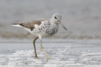 <i class='fa fa-user'></i>&nbsp;Peter Soer&nbsp;|   Groenpootruiter&nbsp; <i class='fa fa-eye'>&nbsp;246</i> &nbsp; <i class='fa fa-comment-o'>&nbsp;4</i>