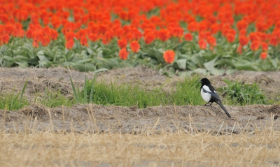 <i class='fa fa-user'></i>&nbsp;josephine&nbsp;|   Ekster&nbsp; <i class='fa fa-eye'>&nbsp;129</i> &nbsp; <i class='fa fa-comment-o'>&nbsp;7</i>