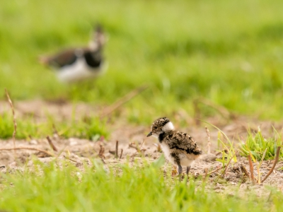 <i class='fa fa-user'></i>&nbsp;jwchess&nbsp;|   Kievit&nbsp; <i class='fa fa-eye'>&nbsp;135</i> &nbsp;<i class='fa fa-thumbs-up'>&nbsp;2</i> &nbsp; <i class='fa fa-comment-o'>&nbsp;7</i>