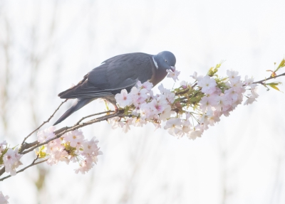 <i class='fa fa-user'></i>&nbsp;Monika&nbsp;|   Houtduif&nbsp; <i class='fa fa-eye'>&nbsp;123</i> &nbsp;<i class='fa fa-thumbs-up'>&nbsp;2</i> &nbsp; <i class='fa fa-comment-o'>&nbsp;8</i>