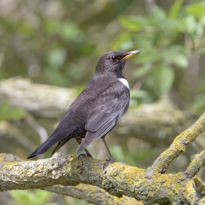 <i class='fa fa-user'></i>&nbsp;Henk Laverman&nbsp;|   Beflijster&nbsp; <i class='fa fa-eye'>&nbsp;290</i> &nbsp; <i class='fa fa-comment-o'>&nbsp;2</i>