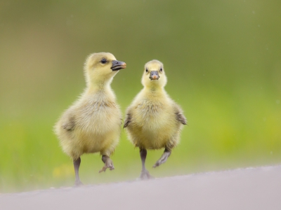 <i class='fa fa-user'></i>&nbsp;Gert-Jan Cromwijk&nbsp;|   Grauwe Gans&nbsp; <i class='fa fa-eye'>&nbsp;183</i> &nbsp;<i class='fa fa-thumbs-up'>&nbsp;7</i> &nbsp; <i class='fa fa-comment-o'>&nbsp;8</i>