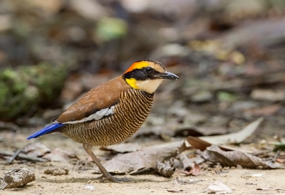 <i class='fa fa-user'></i>&nbsp;charlysax&nbsp;|   Maleise Blauwstaartpitta&nbsp; <i class='fa fa-eye'>&nbsp;269</i> &nbsp;<i class='fa fa-thumbs-up'>&nbsp;6</i> &nbsp; <i class='fa fa-comment-o'>&nbsp;7</i>