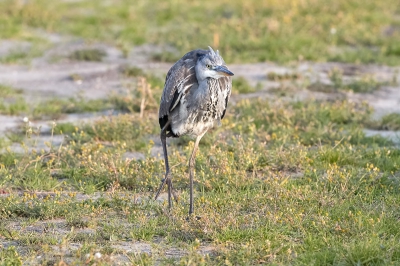 Midden in het polderlandschap een rustig wandelende blauwe reiger en loopt rustig naar mij toe en heeft niks in de gaten