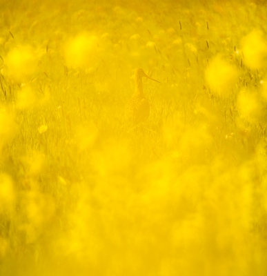 <i class='fa fa-user'></i>&nbsp;Henri Aantjes&nbsp;|   Grutto&nbsp; <i class='fa fa-eye'>&nbsp;305</i> &nbsp;<i class='fa fa-thumbs-up'>&nbsp;9</i> &nbsp; <i class='fa fa-comment-o'>&nbsp;9</i>