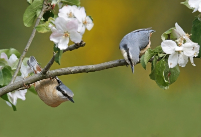 <i class='fa fa-user'></i>&nbsp;Gejo Wassink&nbsp;|   Boomklever&nbsp; <i class='fa fa-eye'>&nbsp;338</i> &nbsp;<i class='fa fa-thumbs-up'>&nbsp;8</i> &nbsp; <i class='fa fa-comment-o'>&nbsp;17</i>