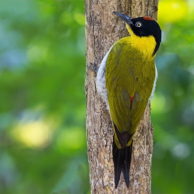 <i class='fa fa-user'></i>&nbsp;charlysax&nbsp;|   Zwartkopspecht&nbsp; <i class='fa fa-eye'>&nbsp;307</i> &nbsp;<i class='fa fa-thumbs-up'>&nbsp;13</i> &nbsp; <i class='fa fa-comment-o'>&nbsp;19</i>