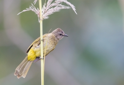 <i class='fa fa-user'></i>&nbsp;charlysax&nbsp;|   Geelwangbuulbuul&nbsp; <i class='fa fa-eye'>&nbsp;166</i> &nbsp; <i class='fa fa-comment-o'>&nbsp;2</i>