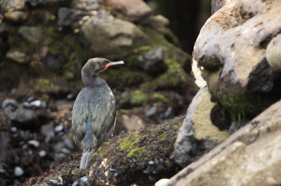 <i class='fa fa-user'></i>&nbsp;Arjen Drost&nbsp;|   Campbellaalscholver&nbsp; <i class='fa fa-eye'>&nbsp;188</i> &nbsp; <i class='fa fa-comment-o'>&nbsp;2</i>