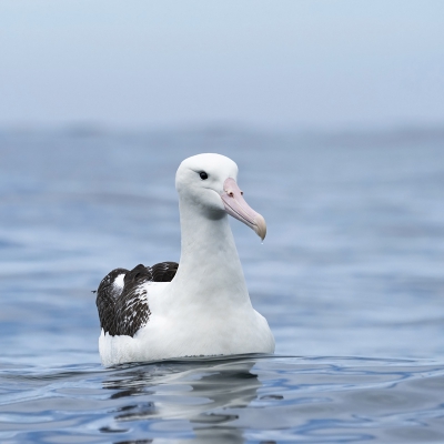 <i class='fa fa-user'></i>&nbsp;Bert Ooms&nbsp;|   Zuidelijke Koningsalbatros&nbsp; <i class='fa fa-eye'>&nbsp;227</i> &nbsp; <i class='fa fa-comment-o'>&nbsp;8</i>