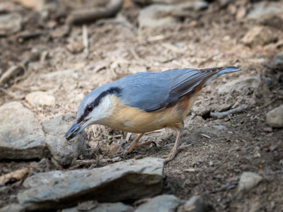 In de bossen rond La Roche kwam deze typische bosvogel tijdens een wandeling zich mooi laten zien.