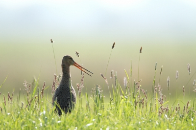 <i class='fa fa-user'></i>&nbsp;dick renes&nbsp;|   Grutto&nbsp; <i class='fa fa-eye'>&nbsp;294</i> &nbsp;<i class='fa fa-thumbs-up'>&nbsp;3</i> &nbsp; <i class='fa fa-comment-o'>&nbsp;7</i>