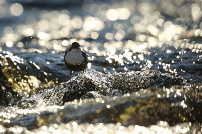 <i class='fa fa-user'></i>&nbsp;Frank Kremer&nbsp;|   Waterspreeuw&nbsp; <i class='fa fa-eye'>&nbsp;299</i> &nbsp;<i class='fa fa-thumbs-up'>&nbsp;4</i> &nbsp; <i class='fa fa-comment-o'>&nbsp;5</i>