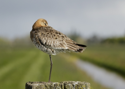 <i class='fa fa-user'></i>&nbsp;Kees Kroon&nbsp;|   Grutto&nbsp; <i class='fa fa-eye'>&nbsp;371</i> &nbsp;<i class='fa fa-thumbs-up'>&nbsp;2</i> &nbsp; <i class='fa fa-comment-o'>&nbsp;13</i>