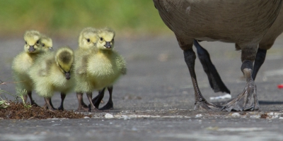 <i class='fa fa-user'></i>&nbsp;Van de Velde Frank&nbsp;|   Grote Canadese Gans&nbsp; <i class='fa fa-eye'>&nbsp;282</i> &nbsp; <i class='fa fa-comment-o'>&nbsp;2</i>