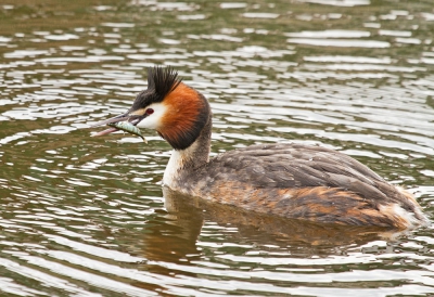 Deze Fuut was regelmatig met succes visjes aan het opduiken. Juist omdat er geen zon was, was de Fuut goed te fotograferen. Zelf ben ik erg blij met deze foto, zowel de met kleuren als met de scherpte, ook van de waterdruppels en van het visje.