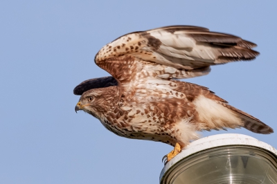 Vaak een zit een Torenvalk op een lantarenpaal, dit keer hier een vertrekkende buizerd