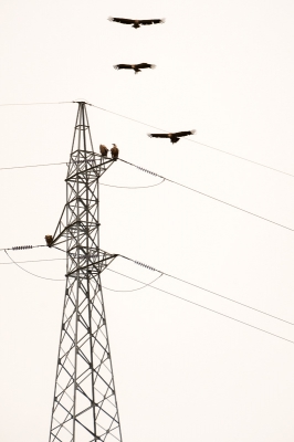 <i class='fa fa-user'></i>&nbsp;arnold merckx&nbsp;|   Vale Gier&nbsp; <i class='fa fa-eye'>&nbsp;296</i> &nbsp;<i class='fa fa-thumbs-up'>&nbsp;1</i> &nbsp; <i class='fa fa-comment-o'>&nbsp;5</i>