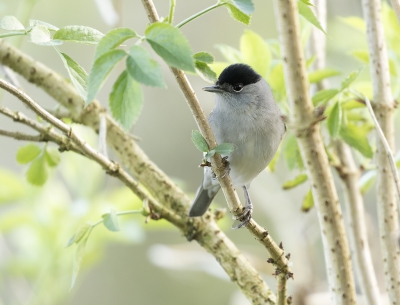 <i class='fa fa-user'></i>&nbsp;Kees Kroon&nbsp;|   Zwartkop&nbsp; <i class='fa fa-eye'>&nbsp;245</i> &nbsp; <i class='fa fa-comment-o'>&nbsp;5</i>