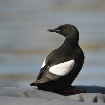 <i class='fa fa-user'></i>&nbsp;Gerard Visser&nbsp;|   Zwarte Zeekoet&nbsp; <i class='fa fa-eye'>&nbsp;302</i> &nbsp;<i class='fa fa-thumbs-up'>&nbsp;1</i> &nbsp; <i class='fa fa-comment-o'>&nbsp;6</i>