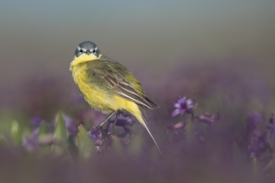 <i class='fa fa-user'></i>&nbsp;Hans Overduin&nbsp;|   Gele Kwikstaart&nbsp; <i class='fa fa-eye'>&nbsp;513</i> &nbsp;<i class='fa fa-thumbs-up'>&nbsp;19</i> &nbsp; <i class='fa fa-comment-o'>&nbsp;18</i>