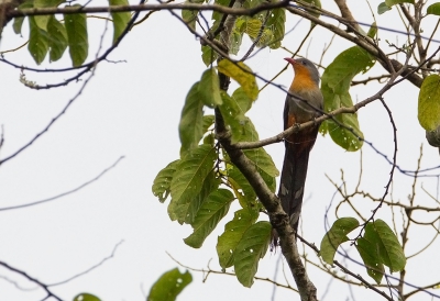 <i class='fa fa-user'></i>&nbsp;charlysax&nbsp;|   Roodsnavelmalkoha&nbsp; <i class='fa fa-eye'>&nbsp;147</i> &nbsp; <i class='fa fa-comment-o'>&nbsp;1</i>