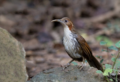 <i class='fa fa-user'></i>&nbsp;charlysax&nbsp;|   Grote Kruiplijster&nbsp; <i class='fa fa-eye'>&nbsp;200</i> &nbsp; <i class='fa fa-comment-o'>&nbsp;3</i>