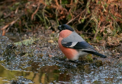 Onlangs kwam er een ook een paartje Goudvinken even een slokje drinken bij de boshut. Wat een prachtige kleuren heeft vooral het mannetje.