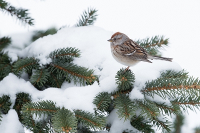 <i class='fa fa-user'></i>&nbsp;jan Luit&nbsp;|   Toendragors&nbsp; <i class='fa fa-eye'>&nbsp;298</i> &nbsp; <i class='fa fa-comment-o'>&nbsp;3</i>