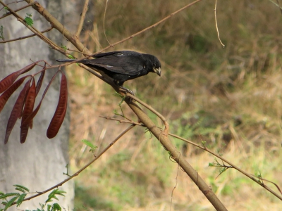 Ik vrees dat ik een virus te pakken heb, het vogelfotografievirus wel te verstaan. Mijn eerste upload op BP.