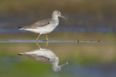 <i class='fa fa-user'></i>&nbsp;Johan G&nbsp;|   Groenpootruiter&nbsp; <i class='fa fa-eye'>&nbsp;475</i> &nbsp;<i class='fa fa-thumbs-up'>&nbsp;18</i> &nbsp; <i class='fa fa-comment-o'>&nbsp;22</i>