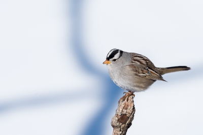 <i class='fa fa-user'></i>&nbsp;jan Luit&nbsp;|   Witkruingors&nbsp; <i class='fa fa-eye'>&nbsp;268</i> &nbsp; <i class='fa fa-comment-o'>&nbsp;4</i>