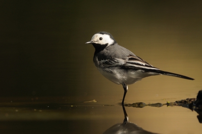 <i class='fa fa-user'></i>&nbsp;Rick Robaard&nbsp;|   Witte Kwikstaart&nbsp; <i class='fa fa-eye'>&nbsp;223</i> &nbsp; <i class='fa fa-comment-o'>&nbsp;5</i>