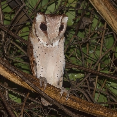 <i class='fa fa-user'></i>&nbsp;charlysax&nbsp;|   Bruine Uil&nbsp; <i class='fa fa-eye'>&nbsp;287</i> &nbsp;<i class='fa fa-thumbs-up'>&nbsp;2</i> &nbsp; <i class='fa fa-comment-o'>&nbsp;11</i>