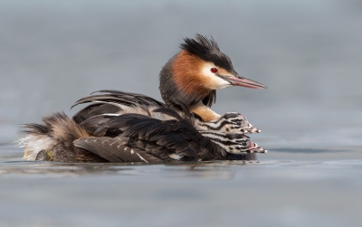 <i class='fa fa-user'></i>&nbsp;Eric van Roon&nbsp;|   Fuut&nbsp; <i class='fa fa-eye'>&nbsp;344</i> &nbsp;<i class='fa fa-thumbs-up'>&nbsp;12</i> &nbsp; <i class='fa fa-comment-o'>&nbsp;15</i>