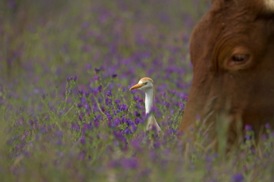 <i class='fa fa-user'></i>&nbsp;anevanrees&nbsp;|   Koereiger&nbsp; <i class='fa fa-eye'>&nbsp;396</i> &nbsp;<i class='fa fa-thumbs-up'>&nbsp;4</i> &nbsp; <i class='fa fa-comment-o'>&nbsp;9</i>